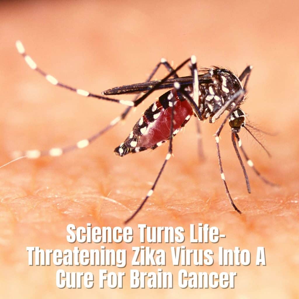 Science Turns Life-Threatening Zika Virus Into A Cure For Brain Cancer