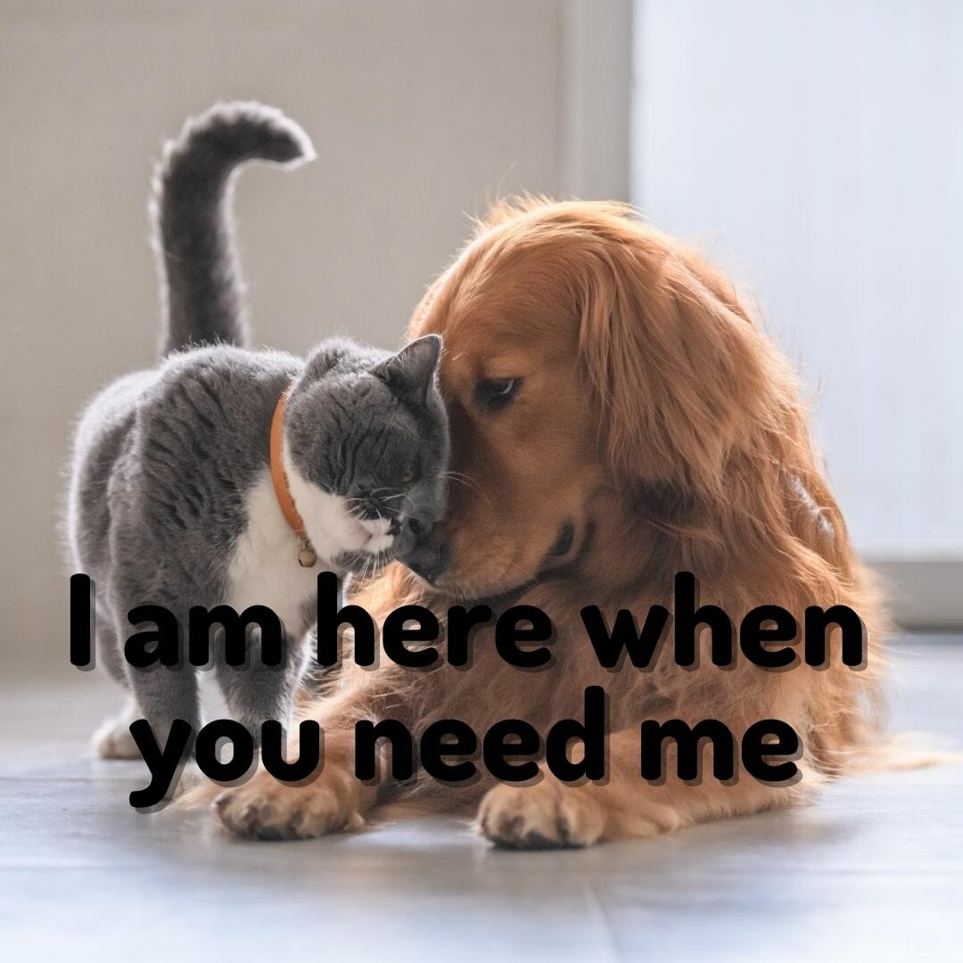 I am here when you need me