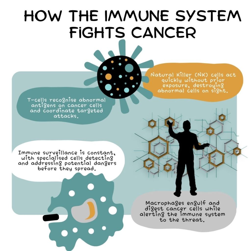 How The Immune System Fights Cancer