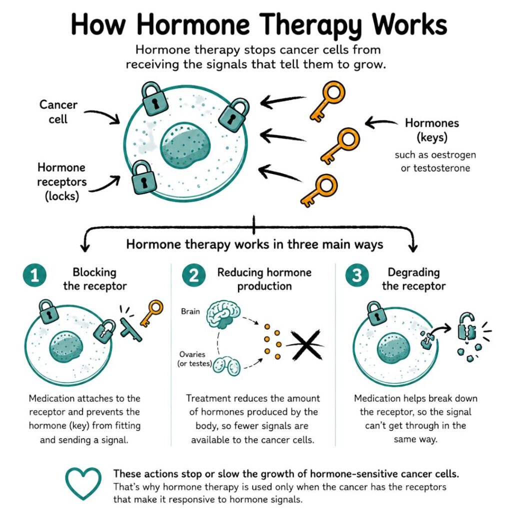 How Hormone Therapy Works